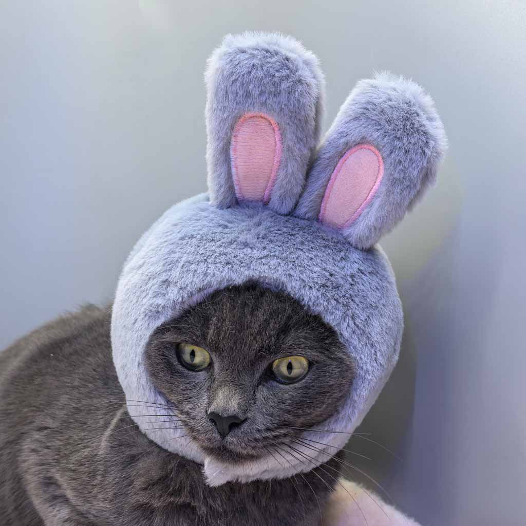Cabbit