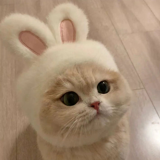 Cabbit